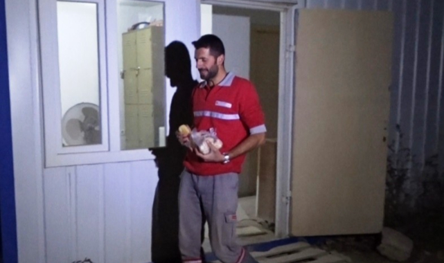 İş yerine gelen tilkileri eliyle besliyor.