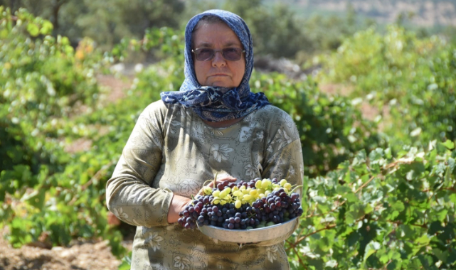 Uşak'ta bağ bozumu başladı