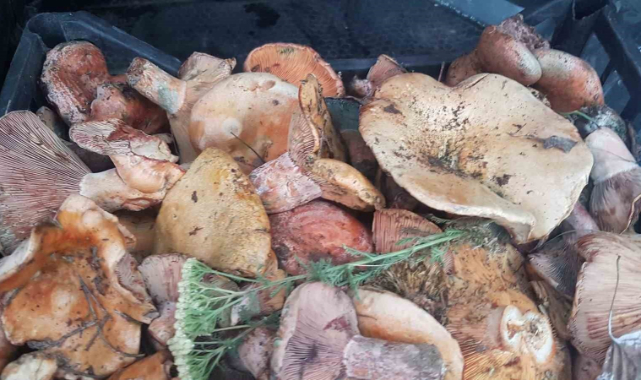 Gediz’de mantar bereketi