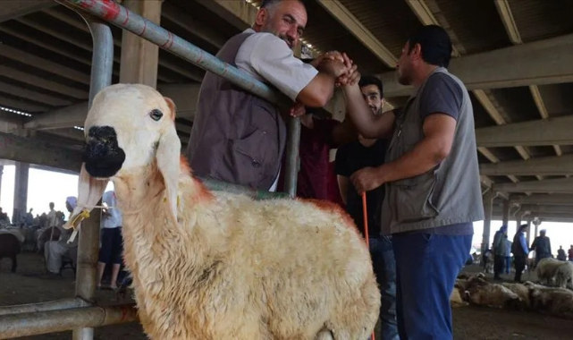 KURBANLIKLAR CEP YAKACAK GİBİ . Kurbanlık fiyatları belirlendi..