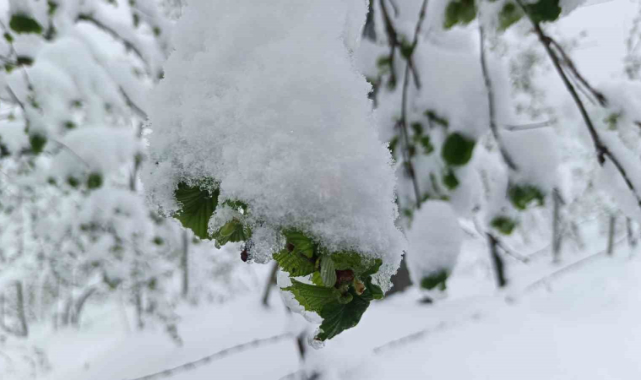 Meteorolojiden Afyonkarahisar için 3 gün sürecek zirai don uyarısı