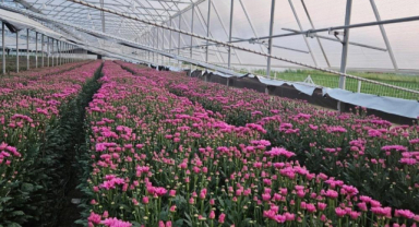 Simav’daki seralarda domatese alternatif kesme çiçek üretimi