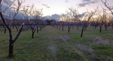 Uşak’ta badem üreticilerine don uyarısı