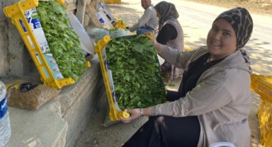 Üzümden önce yaprağı kazandırıyor