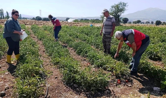 Gediz'de hasat öncesi domateslerde gıda güvenliği denetimi
