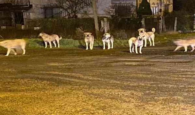 Uşak'ta 1233 sahipsiz sokak köpeği yeni yuvasına kavuştu