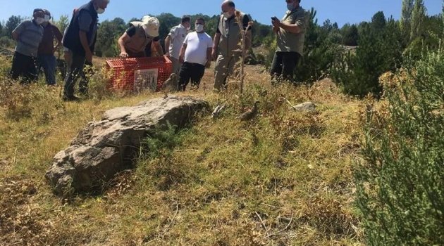 BİN KINALI KEKLİK DOĞA İLE BULUŞTU.